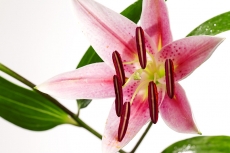 Lily stargazer