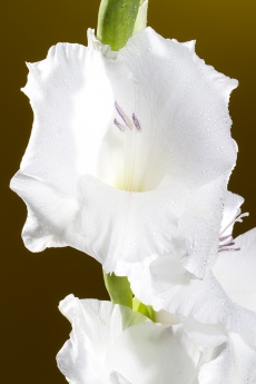 Gladiolus