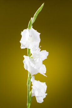 Gladiolus