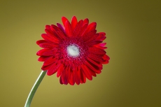 Barberton daisy