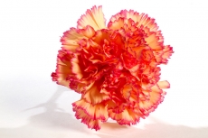 Dianthus