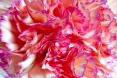 Dianthus