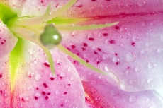 Closeup lily stargazer