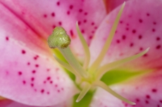 Closeup lily stargazer