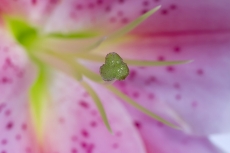 Closeup lily stargazer