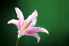 Lily stargazer
