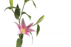 Lily stargazer
