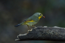 Bird